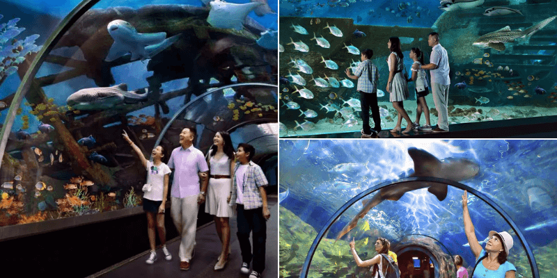 S.E.A Aquarium - Đại dương xanh tại Singapore