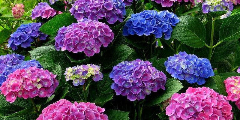 Hoa cẩm tú cầu Nhật Bản