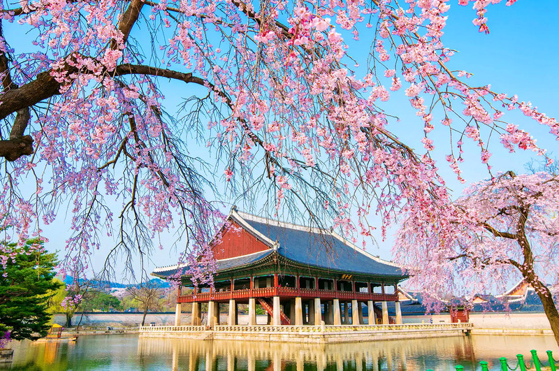 Thiên đường mùa hoa anh đào Hàn Quốc thuần khiết, nhẹ nhàng