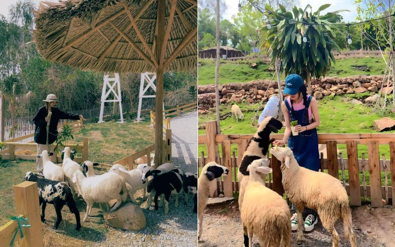 Tương tác với các loài động vật vô cùng đáng yêu tại Ulala Farm